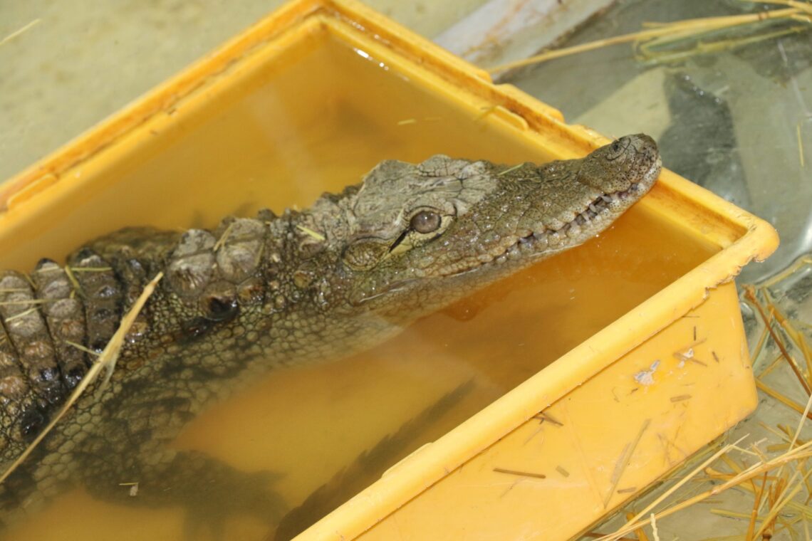 “Mahzooz” the lucky Nile Crocodile in Jordan Finally Makes it Back Home