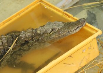 “Mahzooz” the lucky Nile Crocodile in Jordan Finally Makes it Back Home