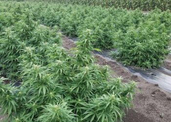 Hemp industry may be in transition | Business
