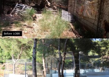 إنقاذ الطيور المهاجرة في لبنان من خلال تعاون بين الصندوق الدولي للرفق بالحيوان IFAW والجمعية اللبنانية للطيور المهاجرة LAMB